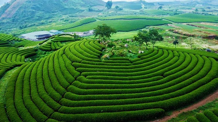 Đồi chè Tân Lập vào mùa hè xanh mướt