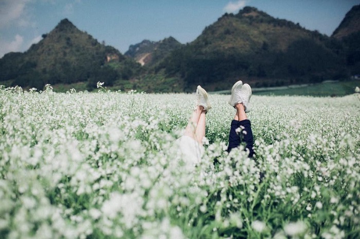 Mùa hoa cải Mộc Châu