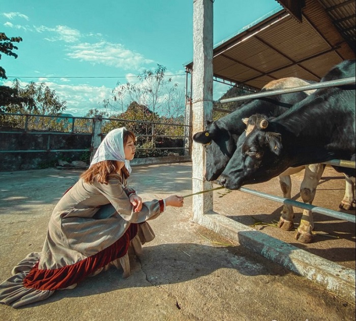 Du khách có thể cho bò ăn và chụp ảnh check in tại trang trại bò sữa