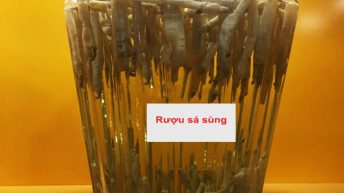 Hướng dẫn cách làm sá sùng khô ngâm rượu chuẩn dược tính